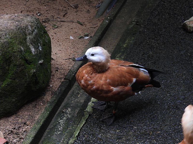 アカツクシガモさん