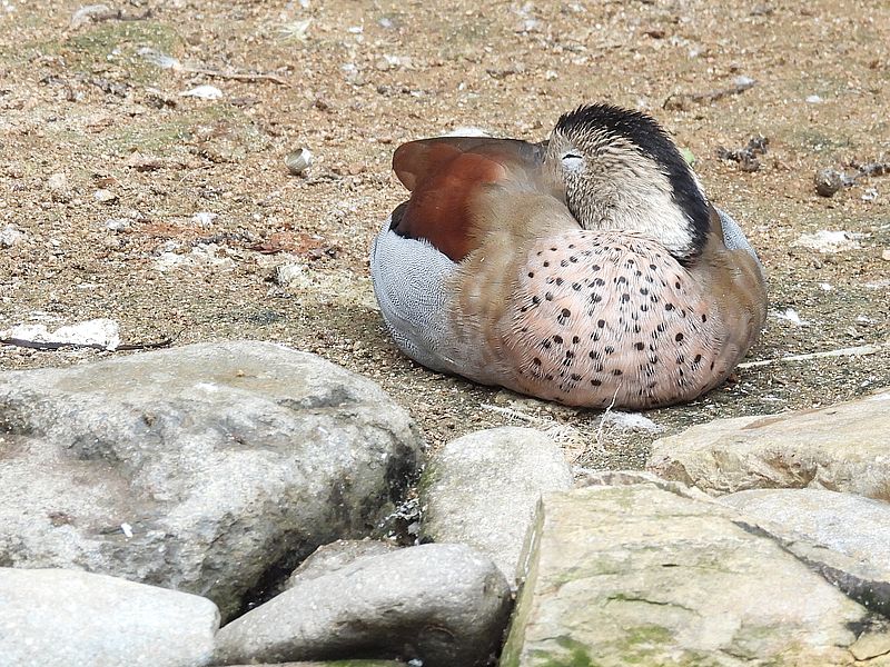 クビワコガモさん