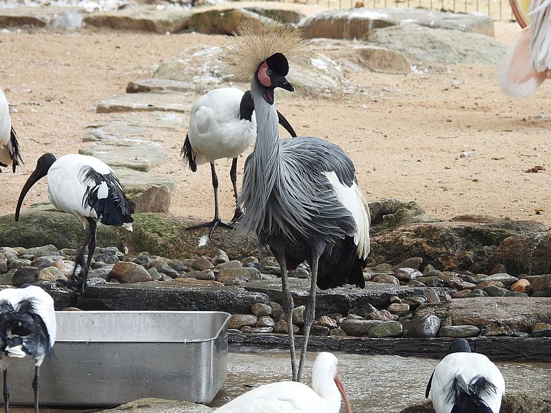 ホオジロカンムリヅルちゃん