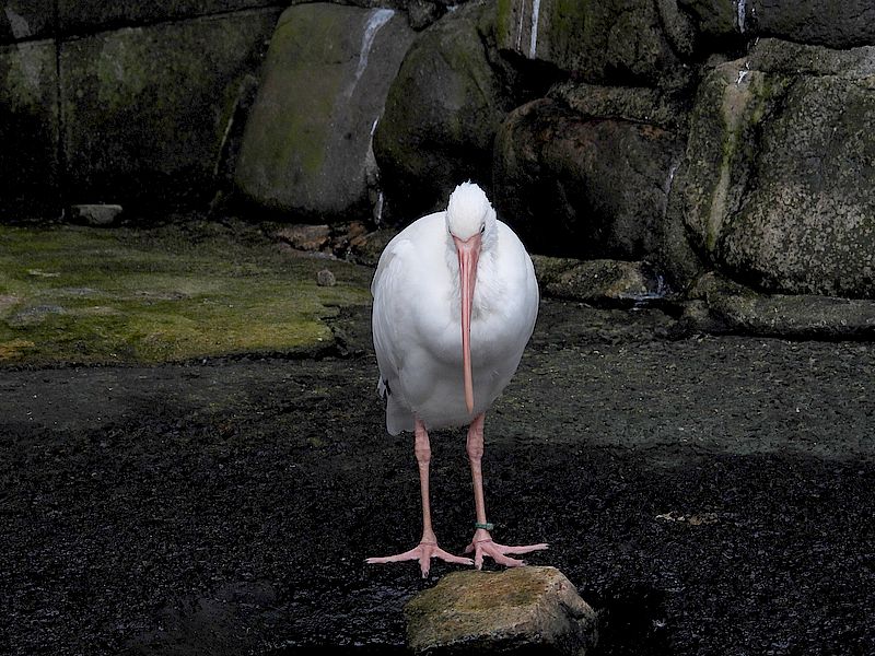 シュバシコウさん