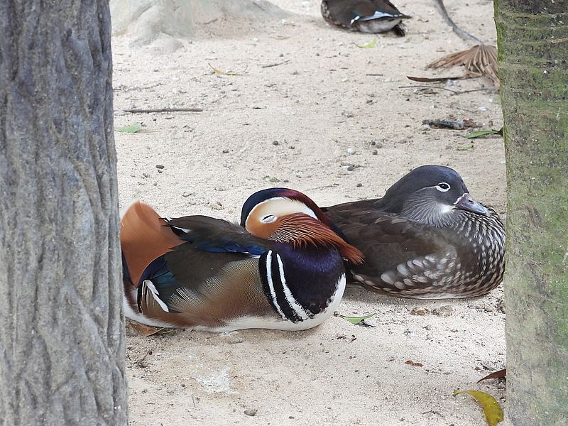 オシドリちゃんご夫妻