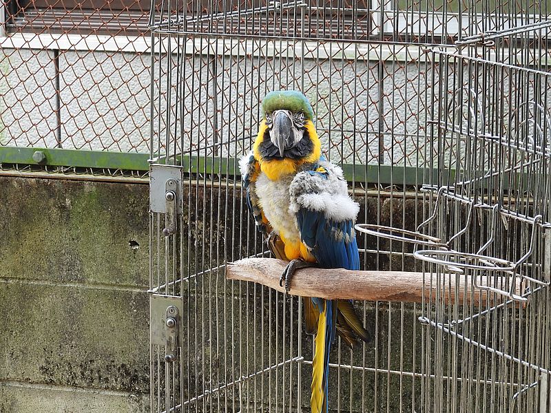 ルリコンゴウインコさん