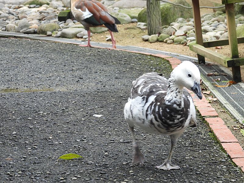 交雑種のガンさん