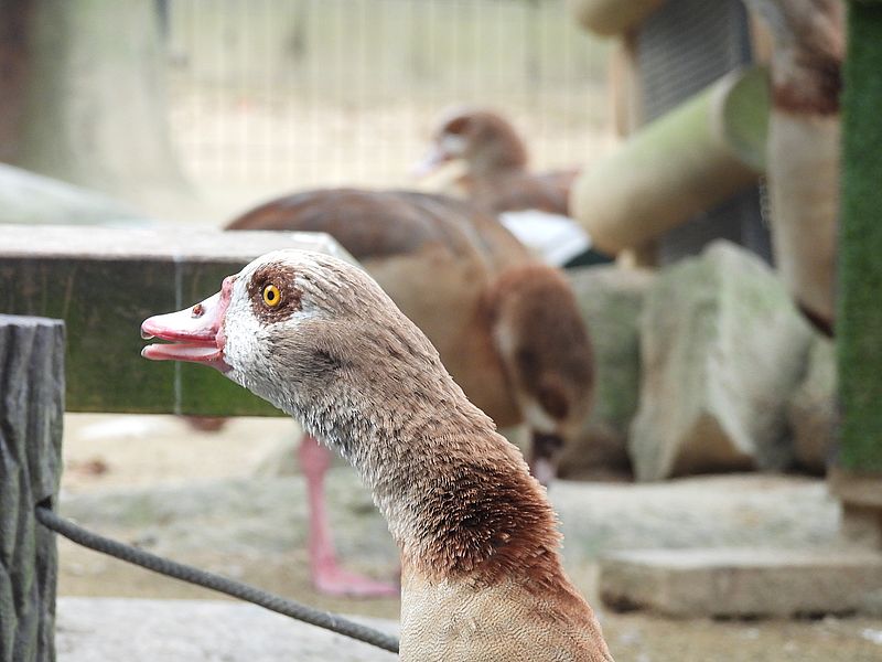 喚き散らしていたエジプトガンさん