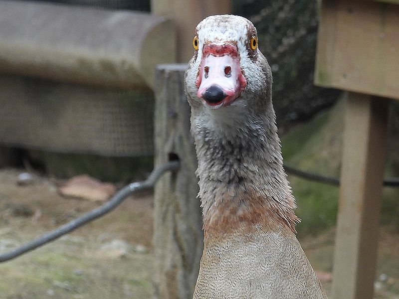 言いたいことを理解したかったエジプトガンさん