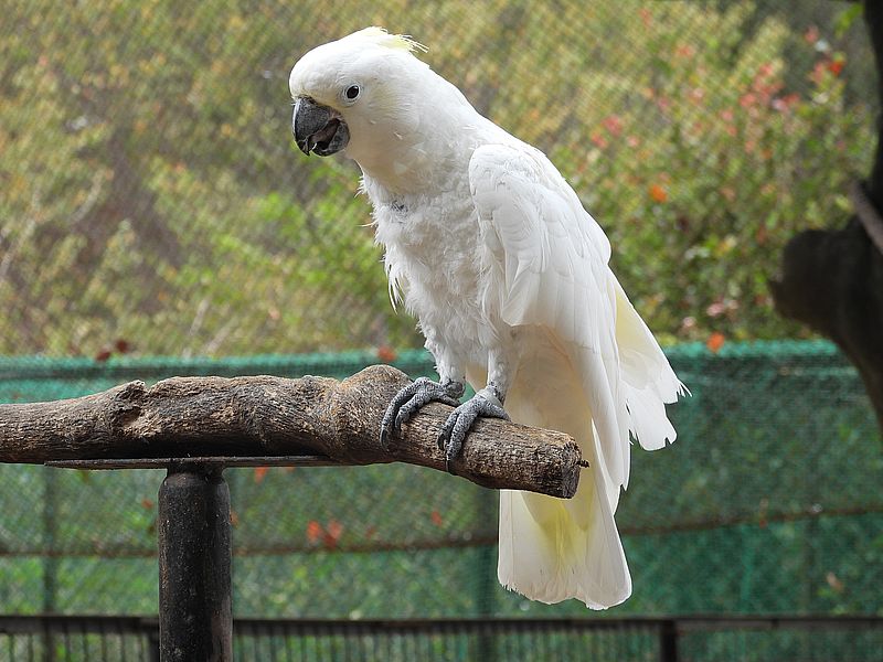 タイハクオウムさん