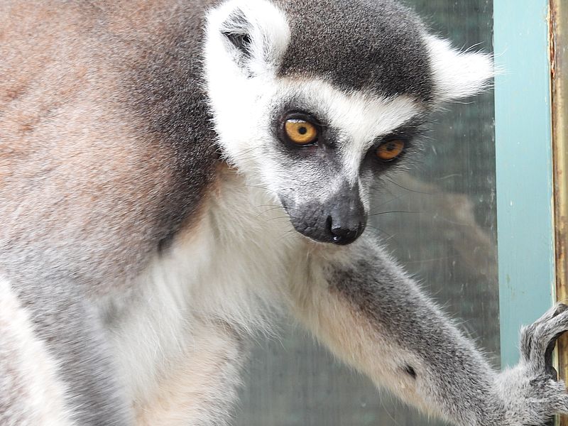 どうしたものかとワオキツネザルさん