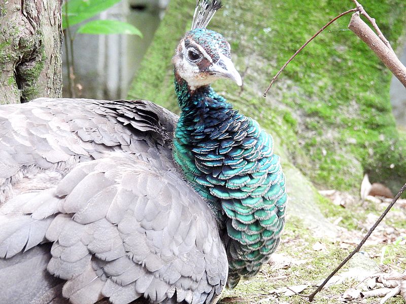 インドクジャクさん