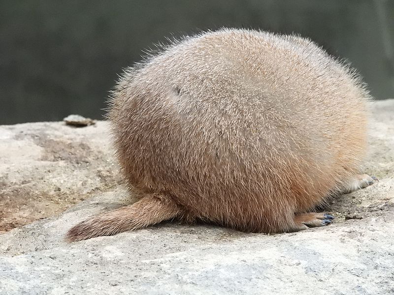 プレーリードッグさん