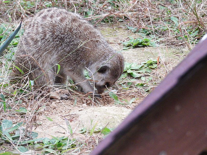 ミーアキャットさん