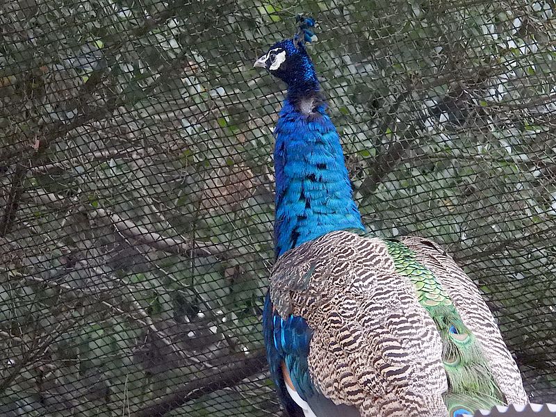 インドクジャクさん