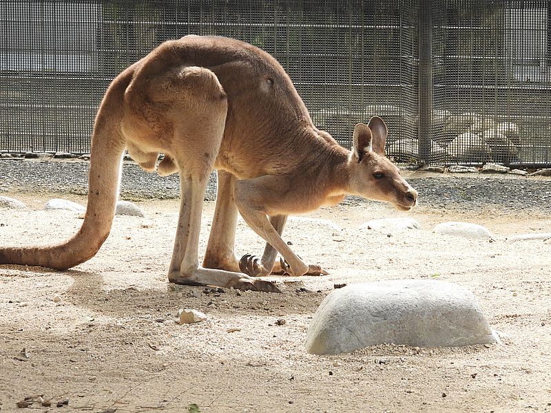 カンガルーさん