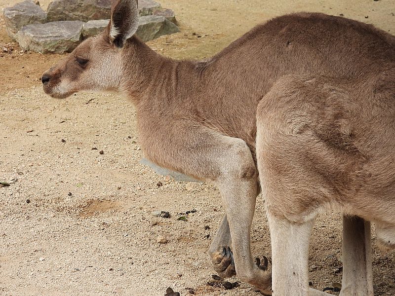 カンガルーさん