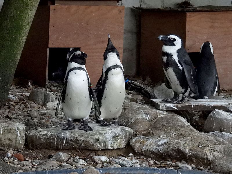 ケープペンギンさん