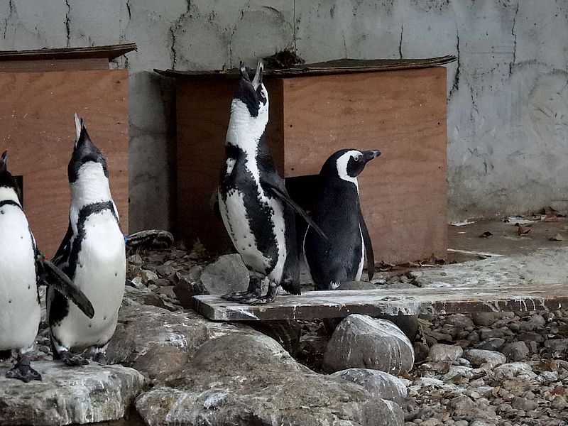 ケープペンギンさん