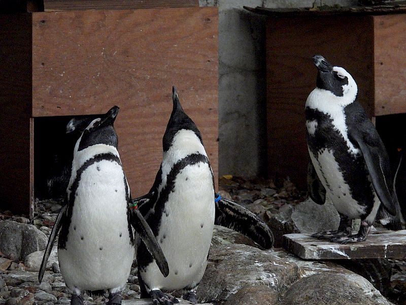 ケープペンギンさん