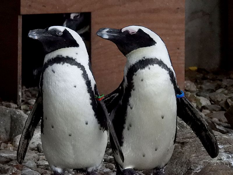 ケープペンギンさん