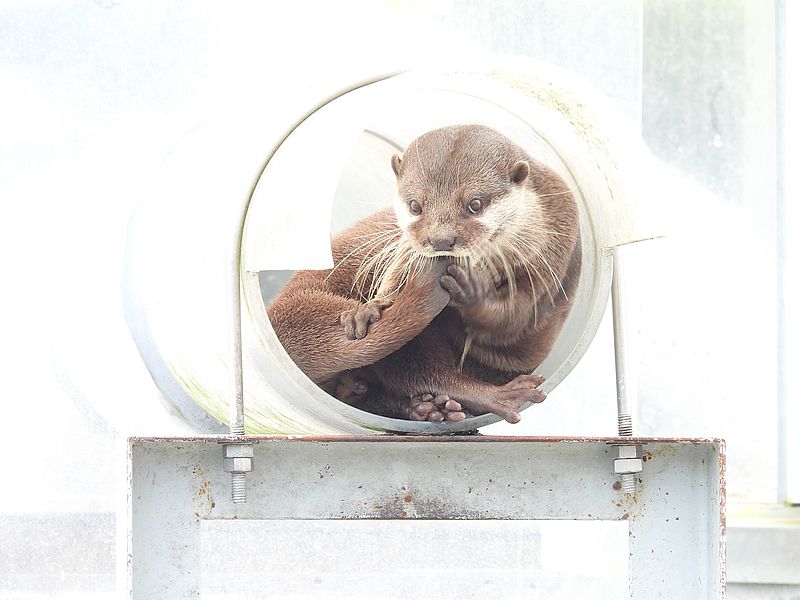 コツメカワウソさん
