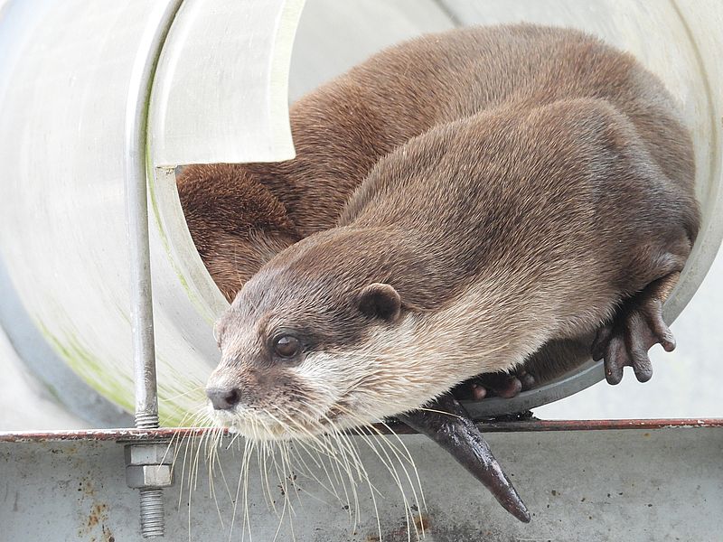 コツメカワウソさん