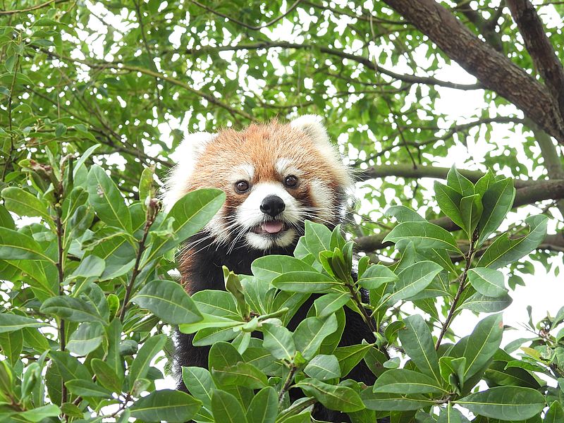 レッサーパンダさん