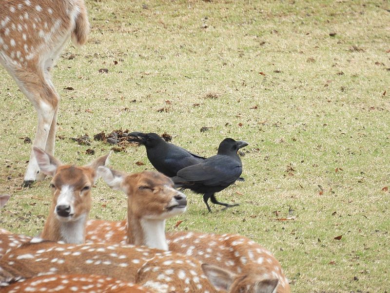 カラヤン