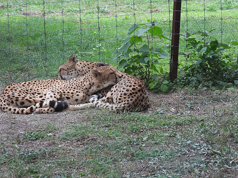まったりぺろぺろなニャーンさん