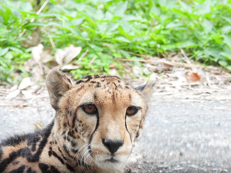 キングニャーンさん