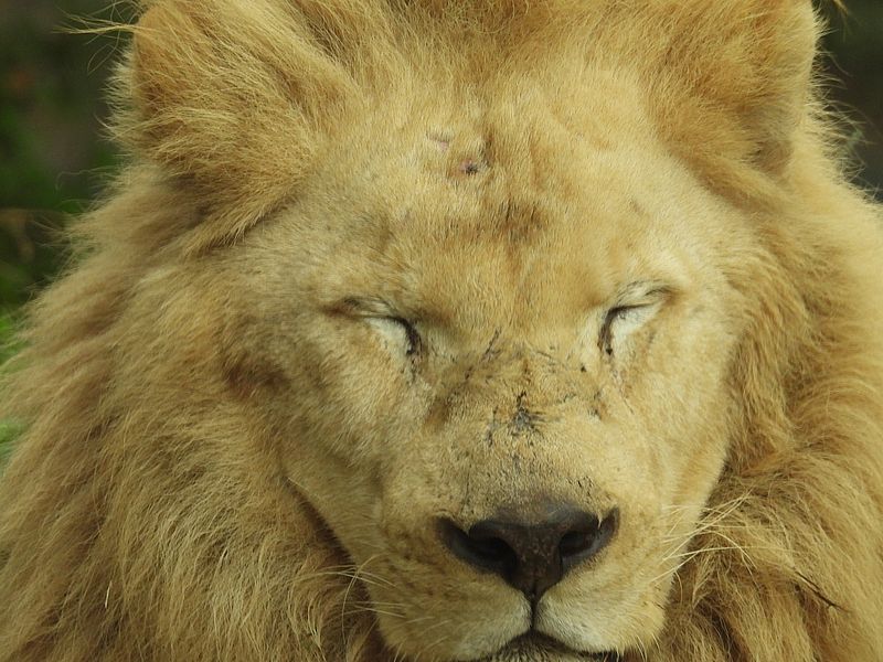 ホワイトライオンさん