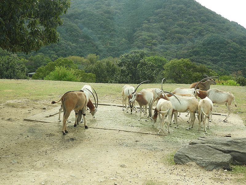 シロオリックスさん