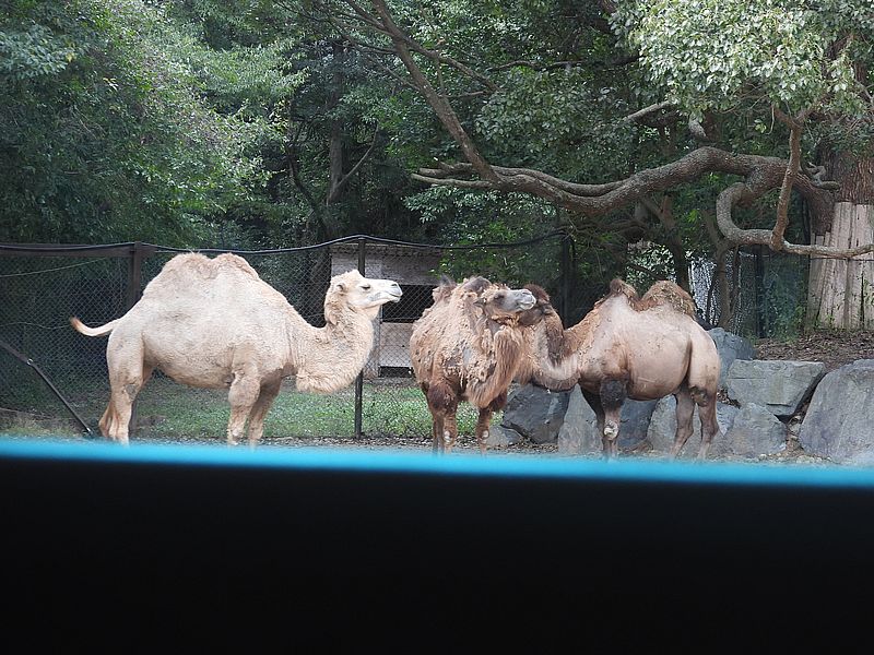 フタコブラクダさん