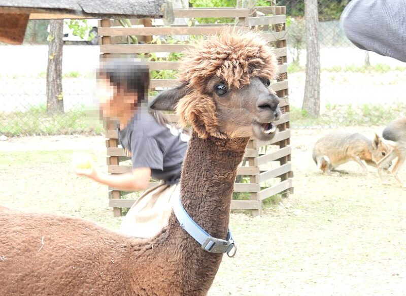 アルパカさん