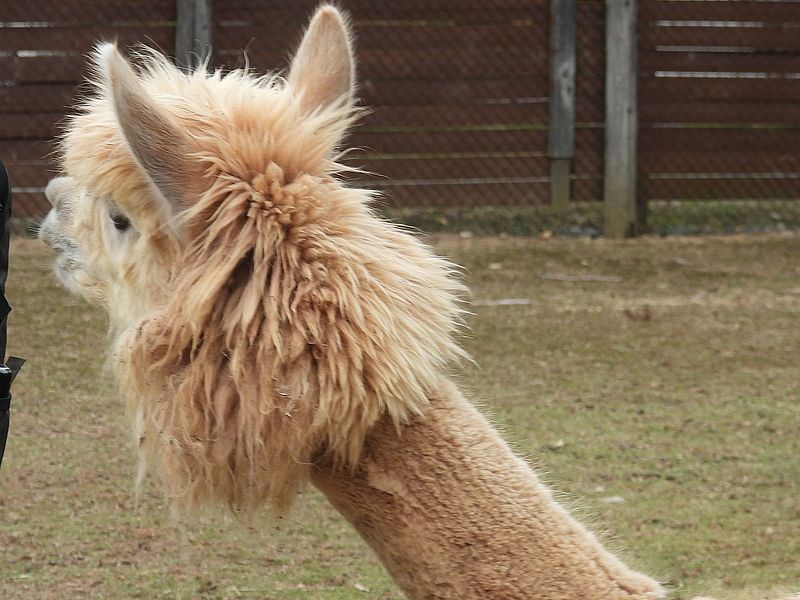 アルパカさん