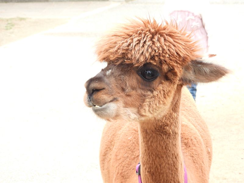 アルパカさん