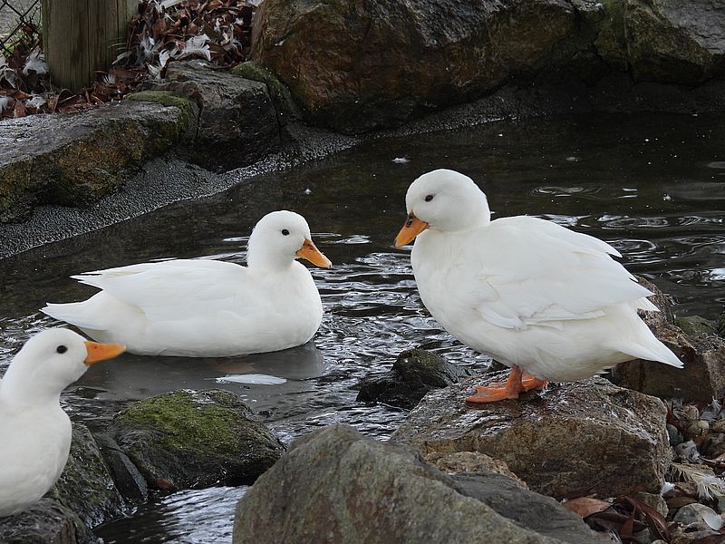 コールダックさん