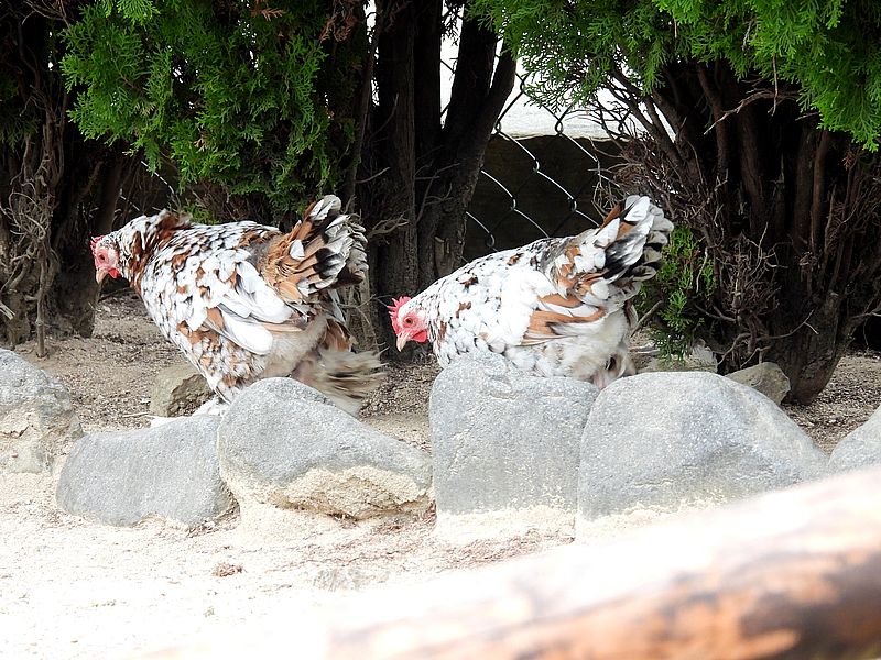 ゴイシチャボさん