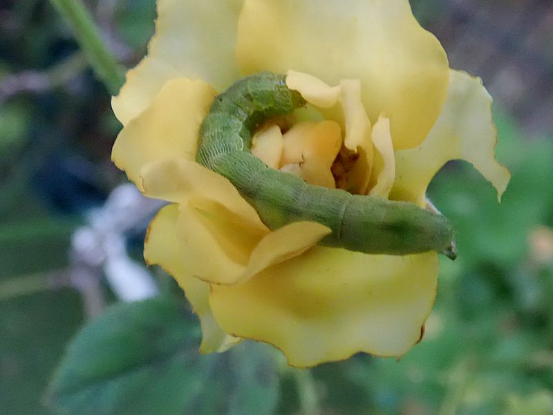 ヨトウガの芋ちゃんかなぁ？