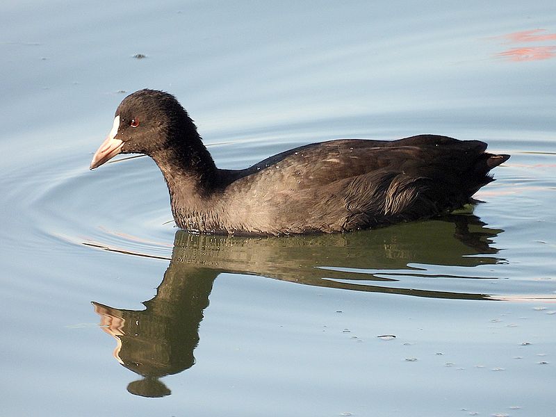オオバンちゃん