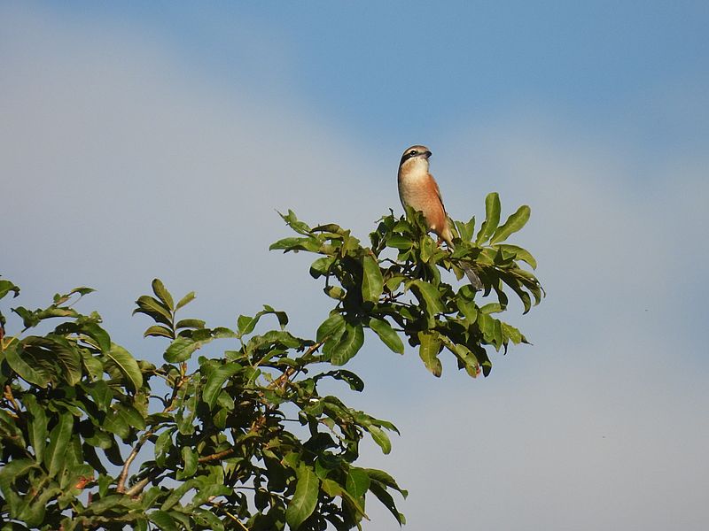 ラブリーソルジャーモズちゃん