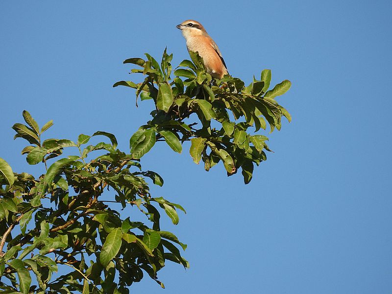 ラブリーソルジャーモズちゃん