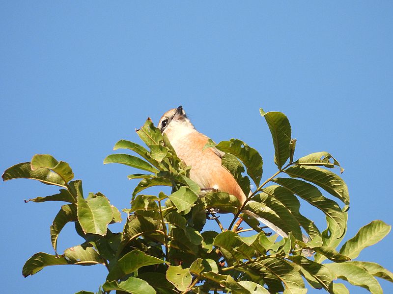 ラブリーソルジャーモズちゃん