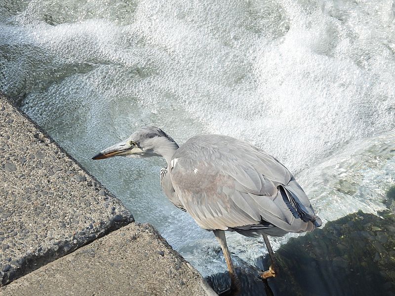 アオサギ若先生
