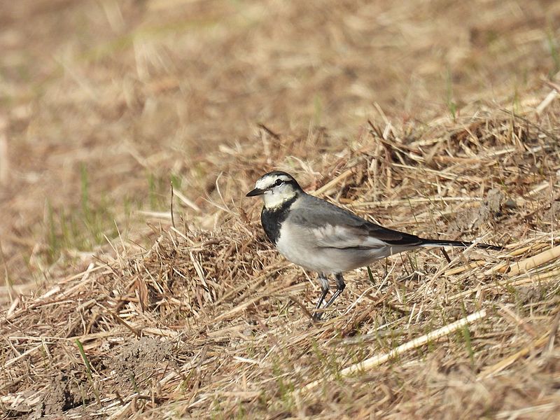ハクセキレイちゃん