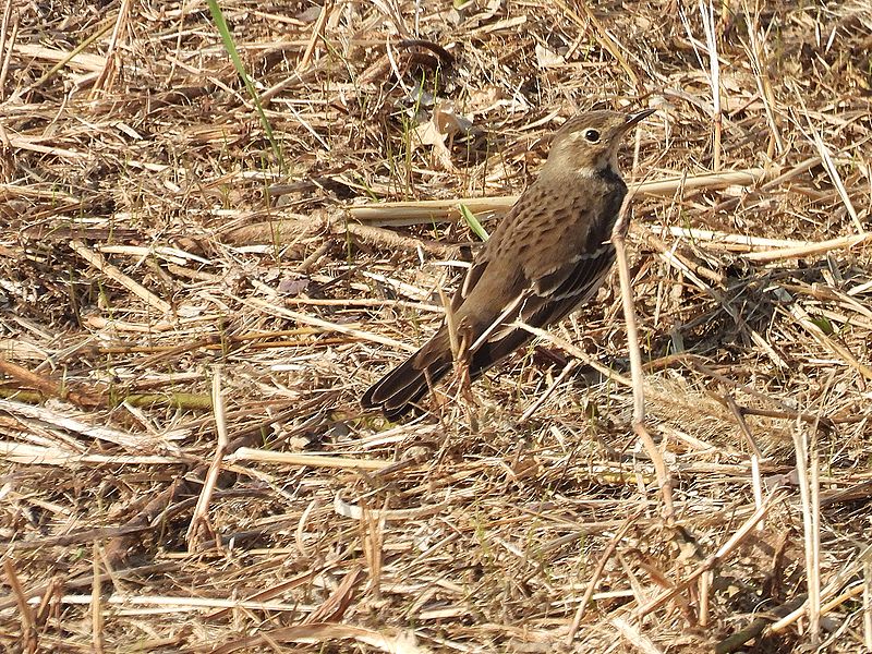 タヒバリちゃん