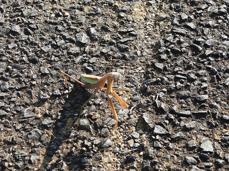 オオカマキリさん