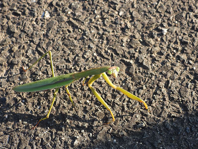 オオカマキリさん