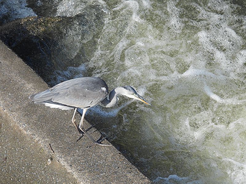 アオサギ若先生