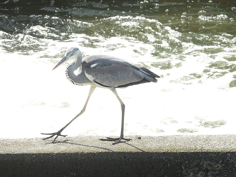 アオサギ若先生