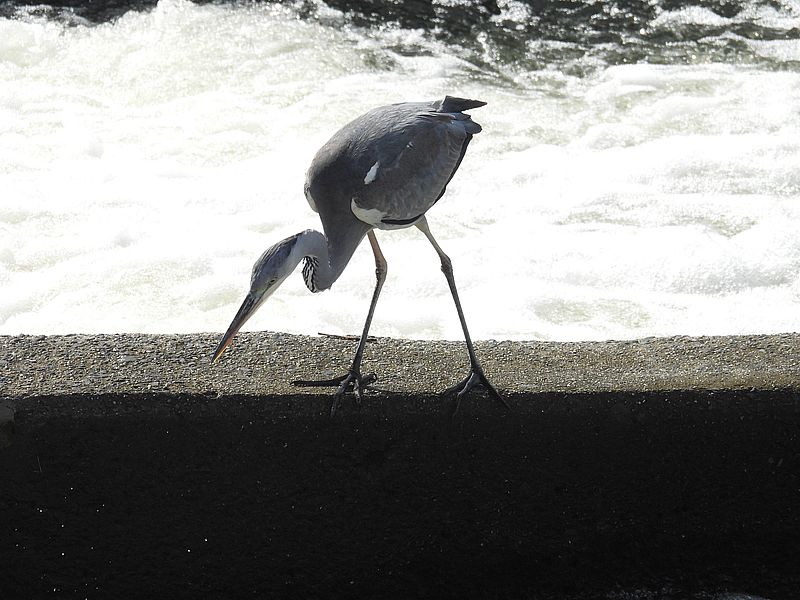 アオサギ若先生