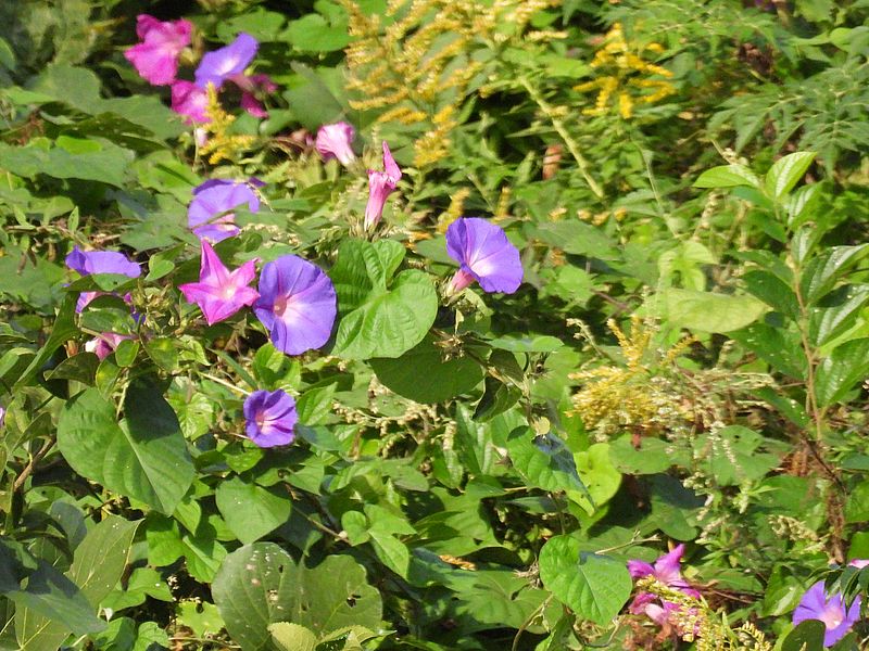 リュウキュウアサガオ