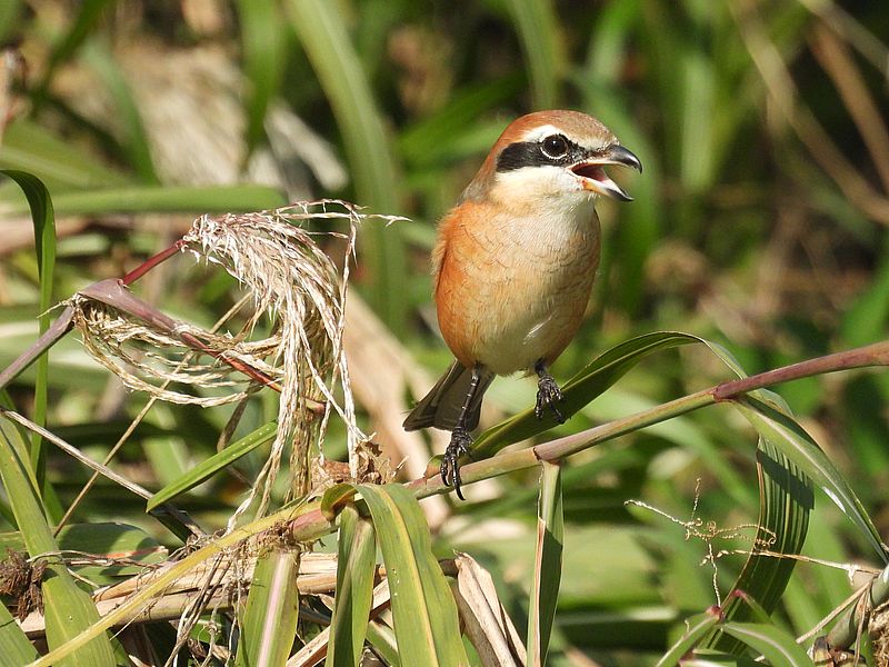 ラブリーソルジャーモズちゃん